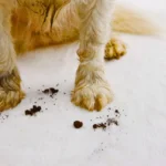 How to Remove Pet Stains