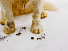 How to Remove Pet Stains