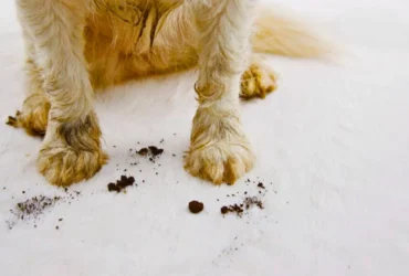 How to Remove Pet Stains