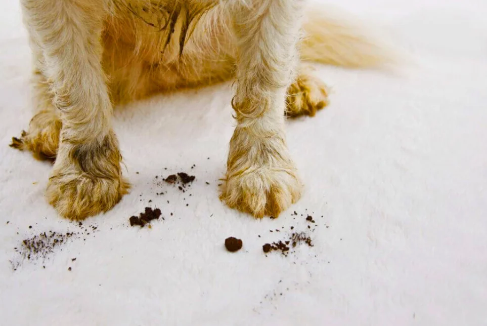 How to Remove Pet Stains